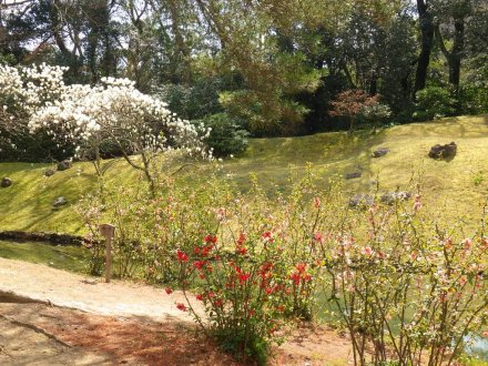 桜の開花状況と見ごろの花々（2026.3.23）