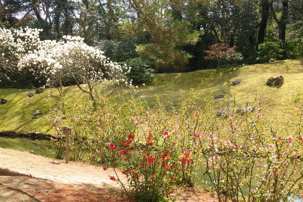 桜の開花状況と見ごろの花々（2026.3.23）