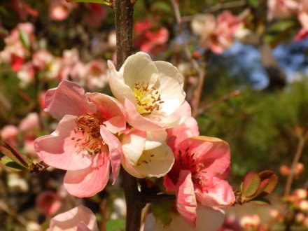 桜の開花状況と見ごろの花々（2026.3.23）