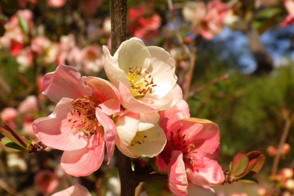 桜の開花状況と見ごろの花々（2026.3.23）