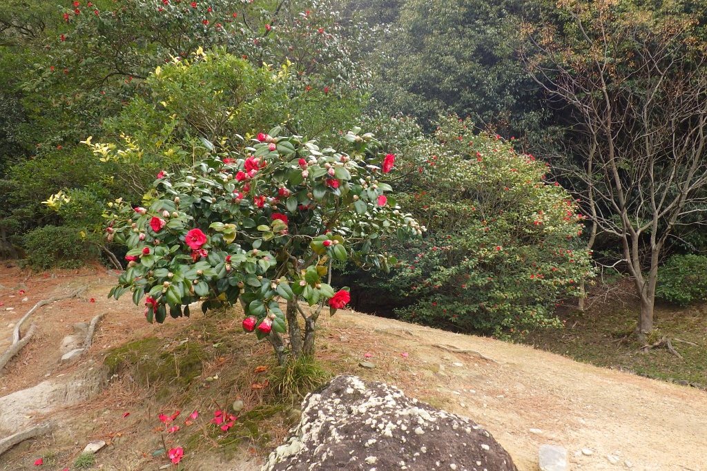 桜の開花状況と見ごろの花々（2026.3.23）