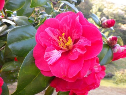 桜の開花状況と見ごろの花々（2026.3.23）