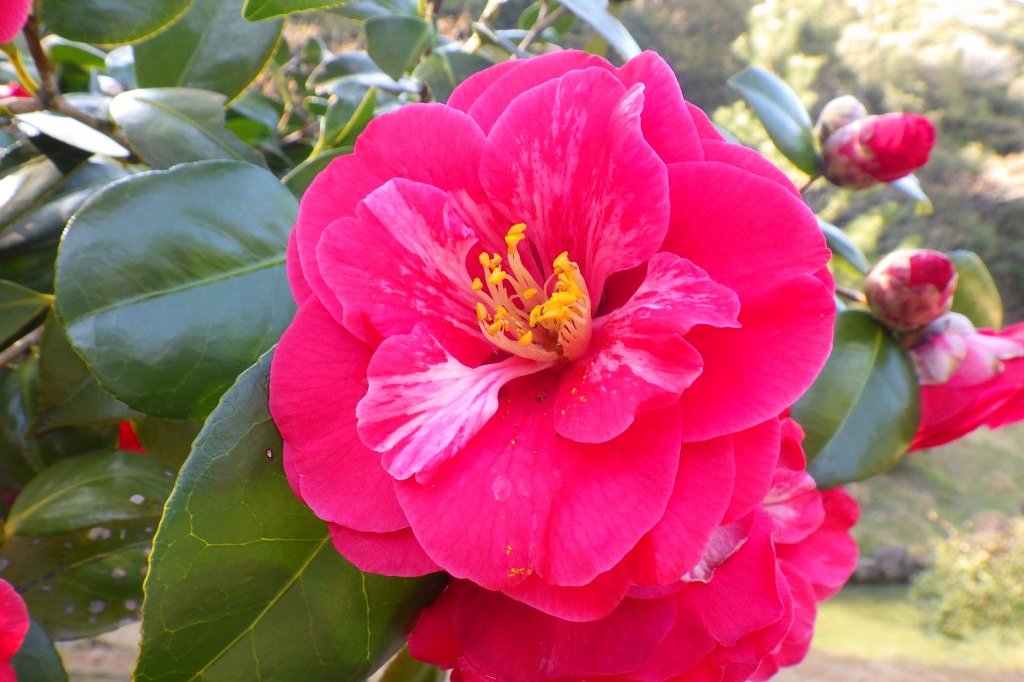 桜の開花状況と見ごろの花々（2026.3.23）