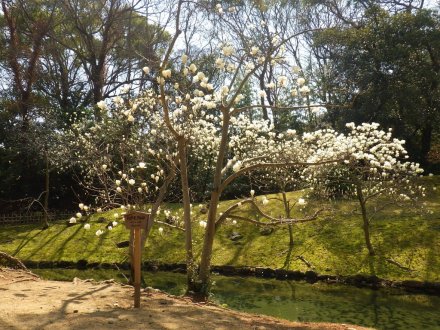 桜の開花状況と見ごろの花々（2026.3.23）