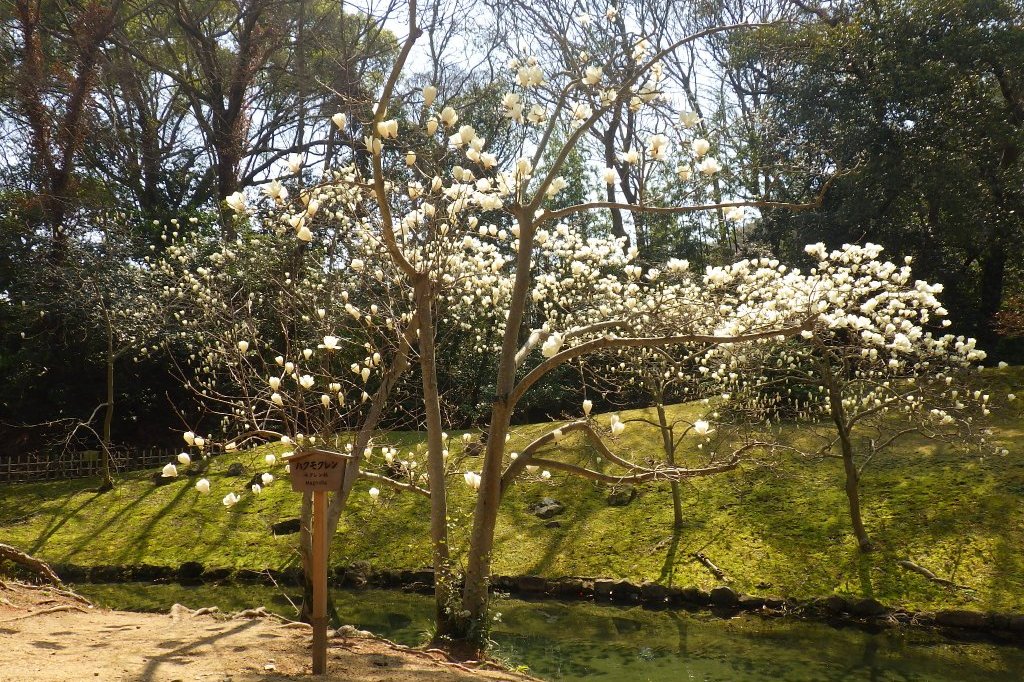 桜の開花状況と見ごろの花々（2026.3.23）