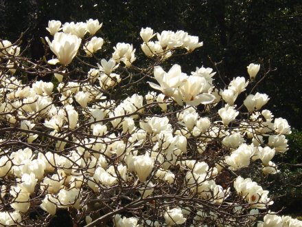 桜の開花状況と見ごろの花々（2026.3.23）