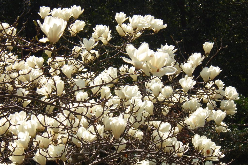 桜の開花状況と見ごろの花々（2026.3.23）