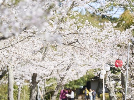 栗林公園の「お花見マップ」について
