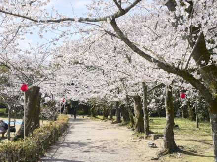 栗林公園の「お花見マップ」について