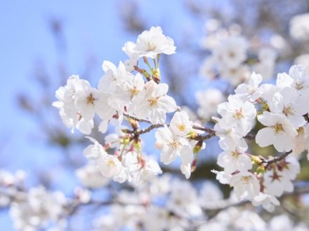 栗林公園の「お花見マップ」について