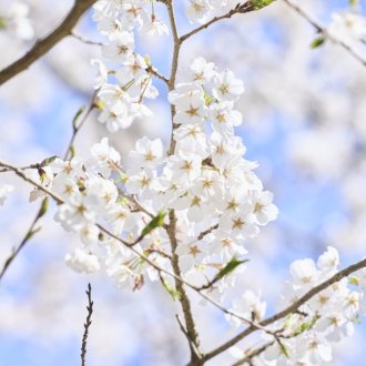 栗林公園の「お花見マップ」について