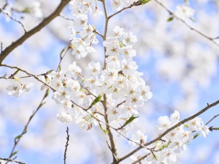 栗林公園の「お花見マップ」について