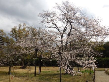 桜の開花状況と見ごろの花々（2026.3.31）