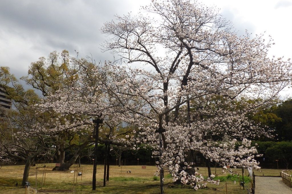 桜の開花状況と見ごろの花々（2026.3.31）