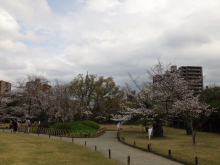 桜の開花状況と見ごろの花々（2026.3.31）