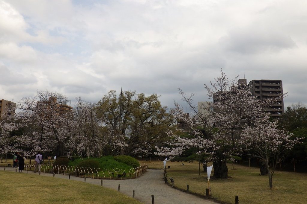 桜の開花状況と見ごろの花々（2026.3.31）