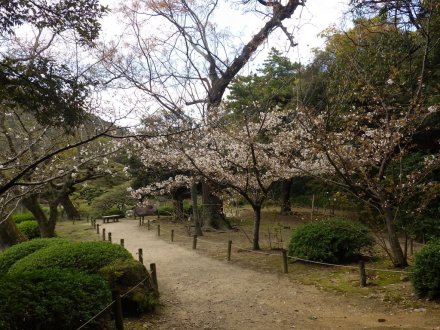 桜の開花状況と見ごろの花々（2026.3.31）