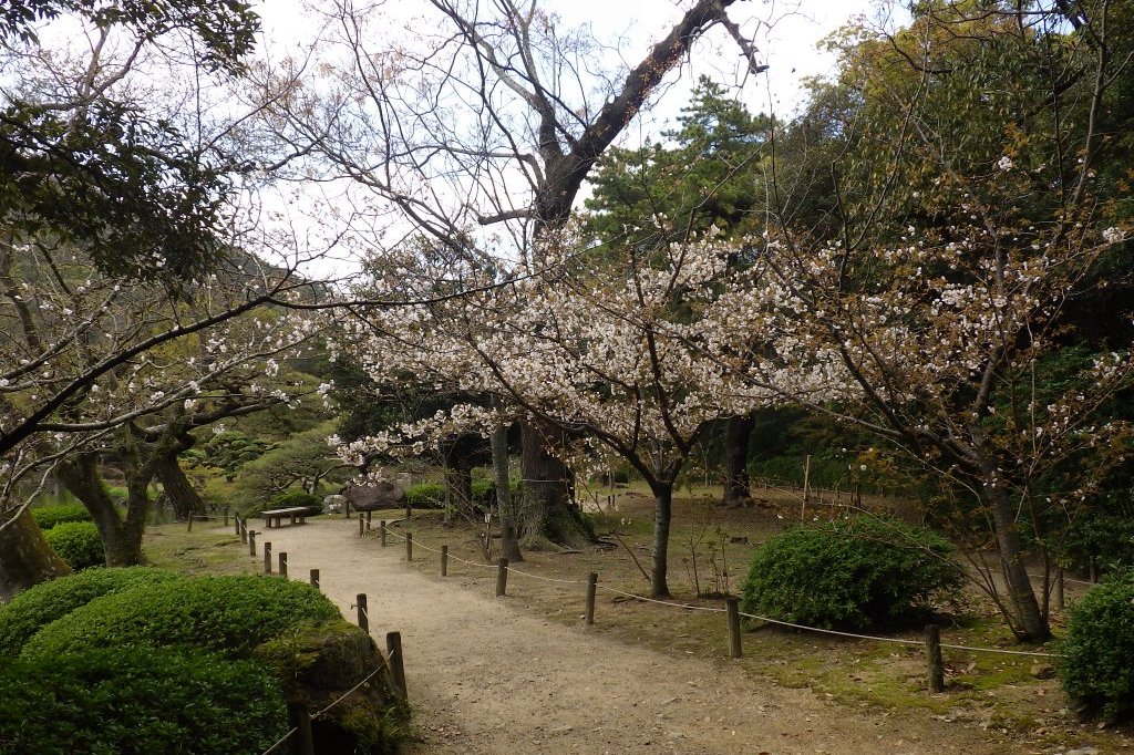 桜の開花状況と見ごろの花々（2026.3.31）