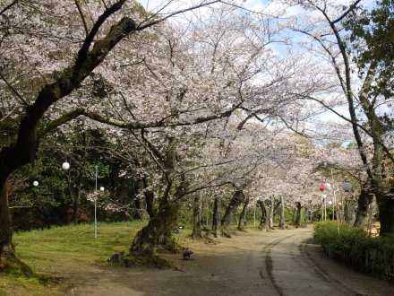 桜の開花状況と見ごろの花々（2026.3.31）