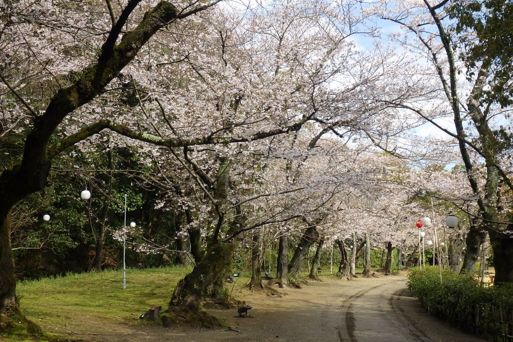 桜の開花状況と見ごろの花々（2026.3.31）