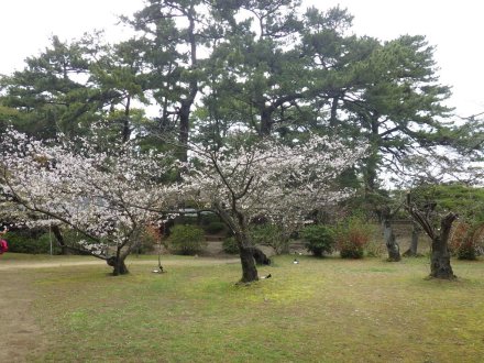桜の開花状況と見ごろの花々（2026.3.31）