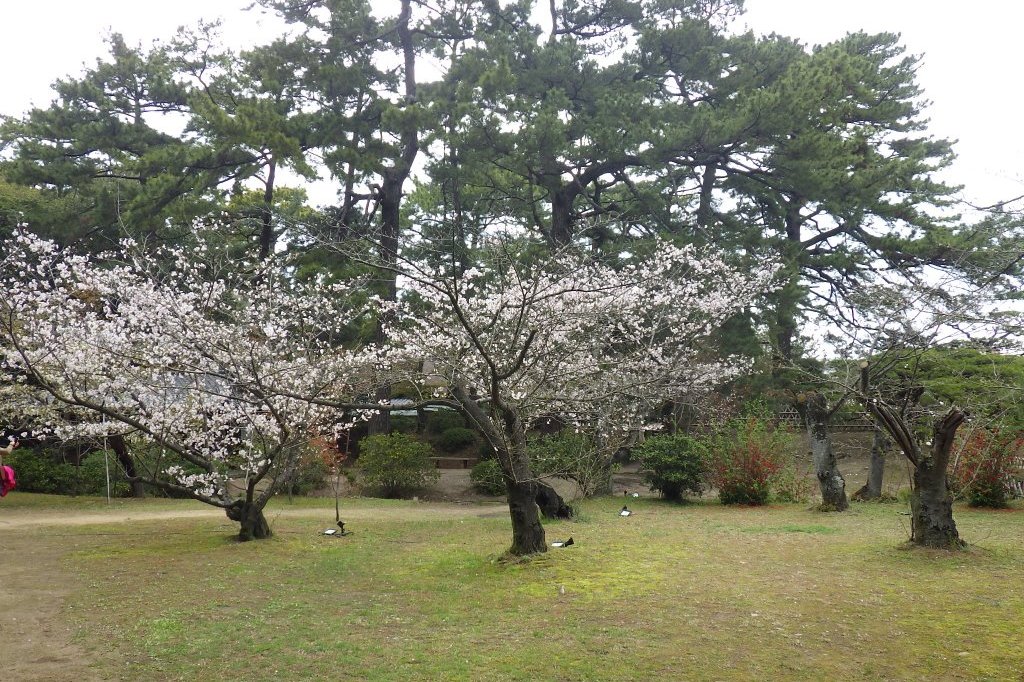 桜の開花状況と見ごろの花々（2026.3.31）