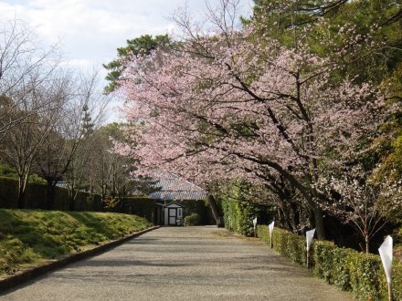 桜の開花状況と見ごろの花々（2026.3.31）