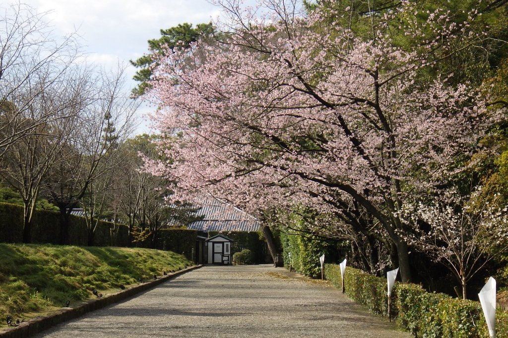 桜の開花状況と見ごろの花々（2026.3.31）