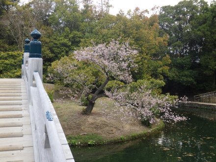 桜の開花状況と見ごろの花々（2026.3.31）
