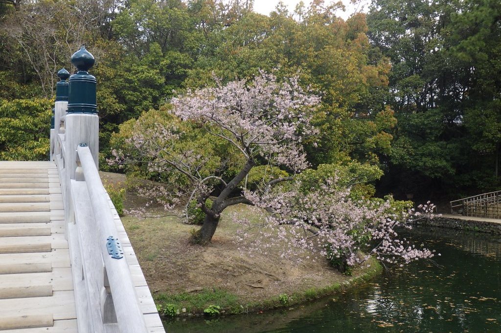 桜の開花状況と見ごろの花々（2026.3.31）