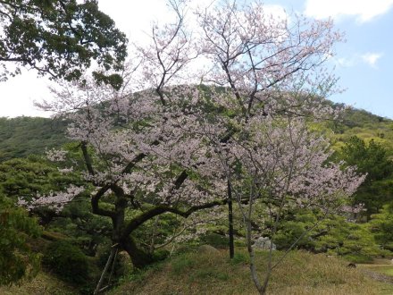 桜の開花状況と見ごろの花々（2026.3.31）