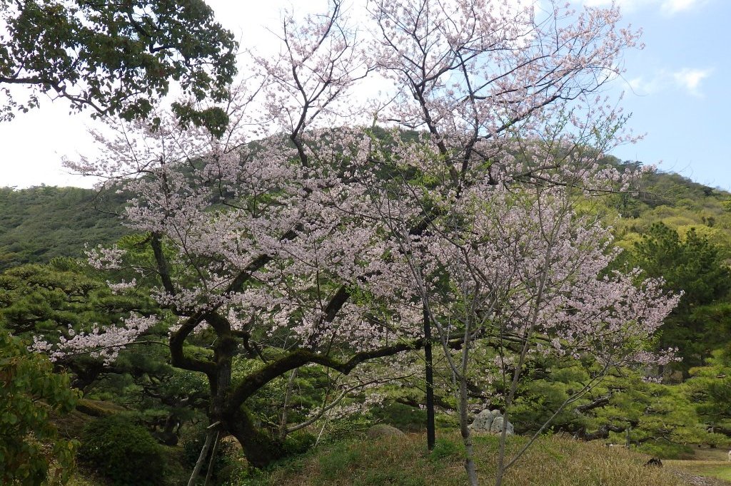 桜の開花状況と見ごろの花々（2026.3.31）