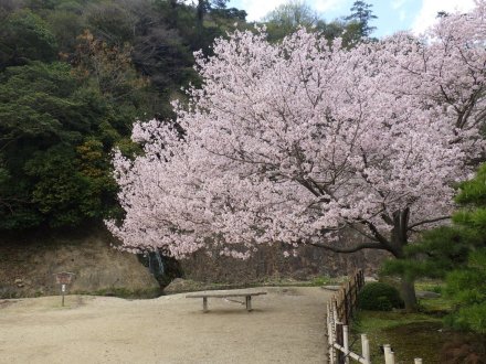 桜の開花状況と見ごろの花々（2026.3.31）