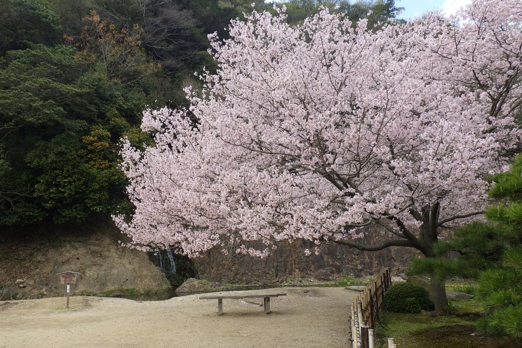 桜の開花状況と見ごろの花々（2026.3.31）