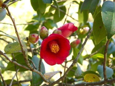 見ごろの花々(2026.4.8)