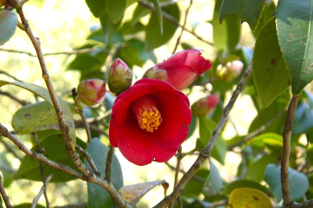 見ごろの花々(2026.4.8)