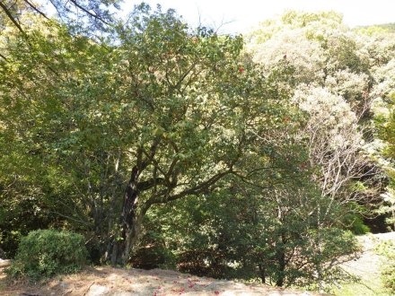 見ごろの花々(2026.4.8)