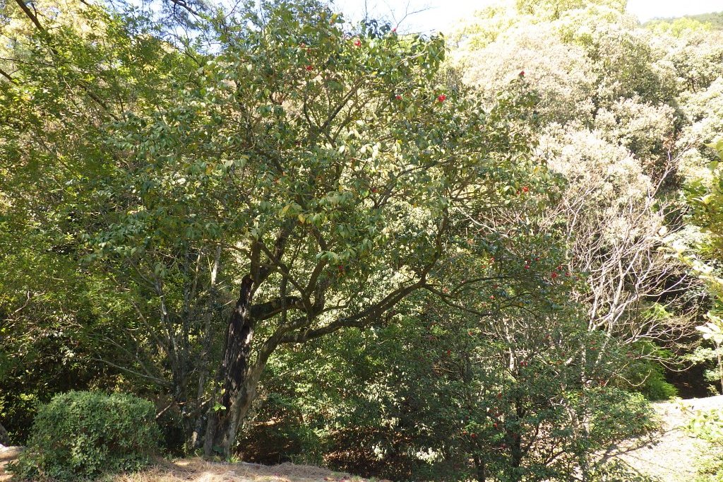 見ごろの花々(2026.4.8)