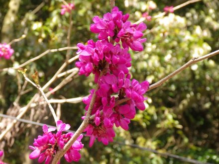 見ごろの花々(2026.4.8)