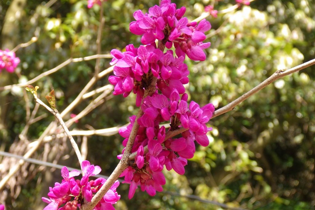 見ごろの花々(2026.4.8)