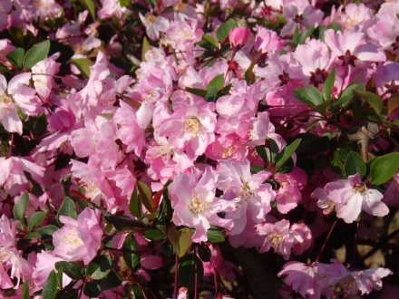 見ごろの花々(2026.4.8)