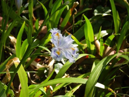 見ごろの花々(2026.4.8)