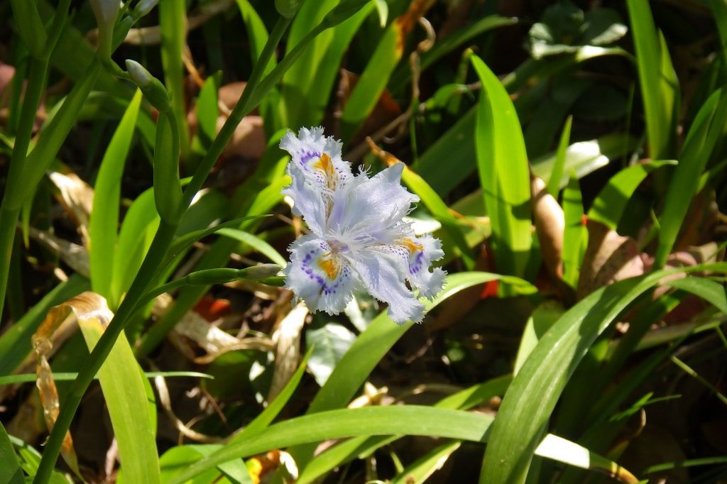 見ごろの花々(2026.4.8)