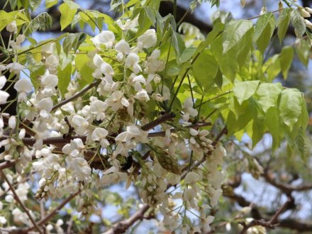 見ごろの花々(2026.4.21)