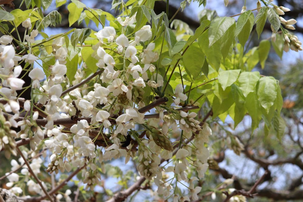 見ごろの花々(2026.4.21)