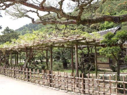 見ごろの花々(2026.4.21)