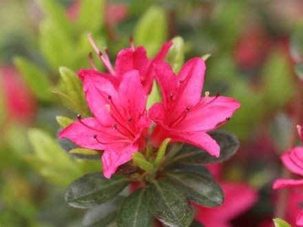 見ごろの花々(2026.4.21)