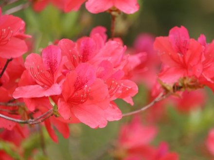 見ごろの花々(2026.4.21)