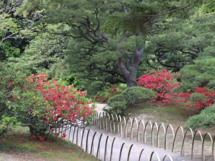 見ごろの花々(2026.4.21)