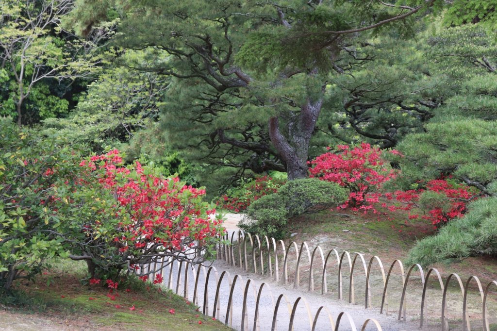 見ごろの花々(2026.4.21)